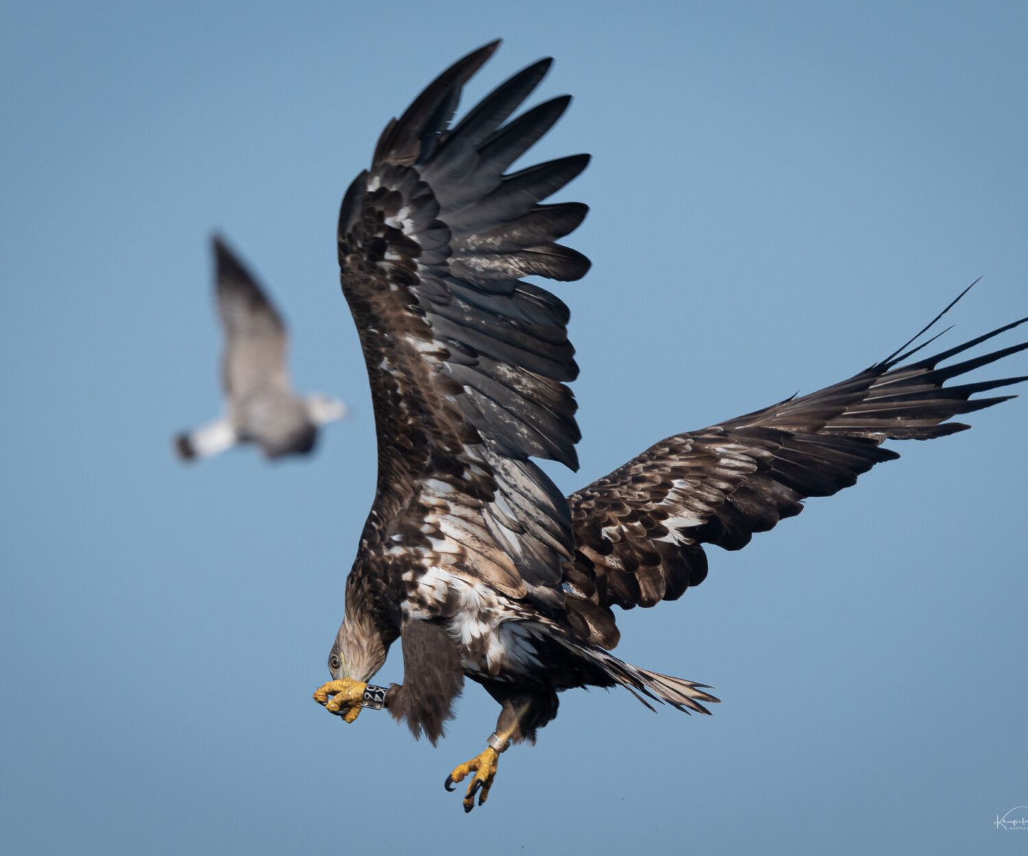 Fotołowy - Bieliki z bliska-lipiec 2021